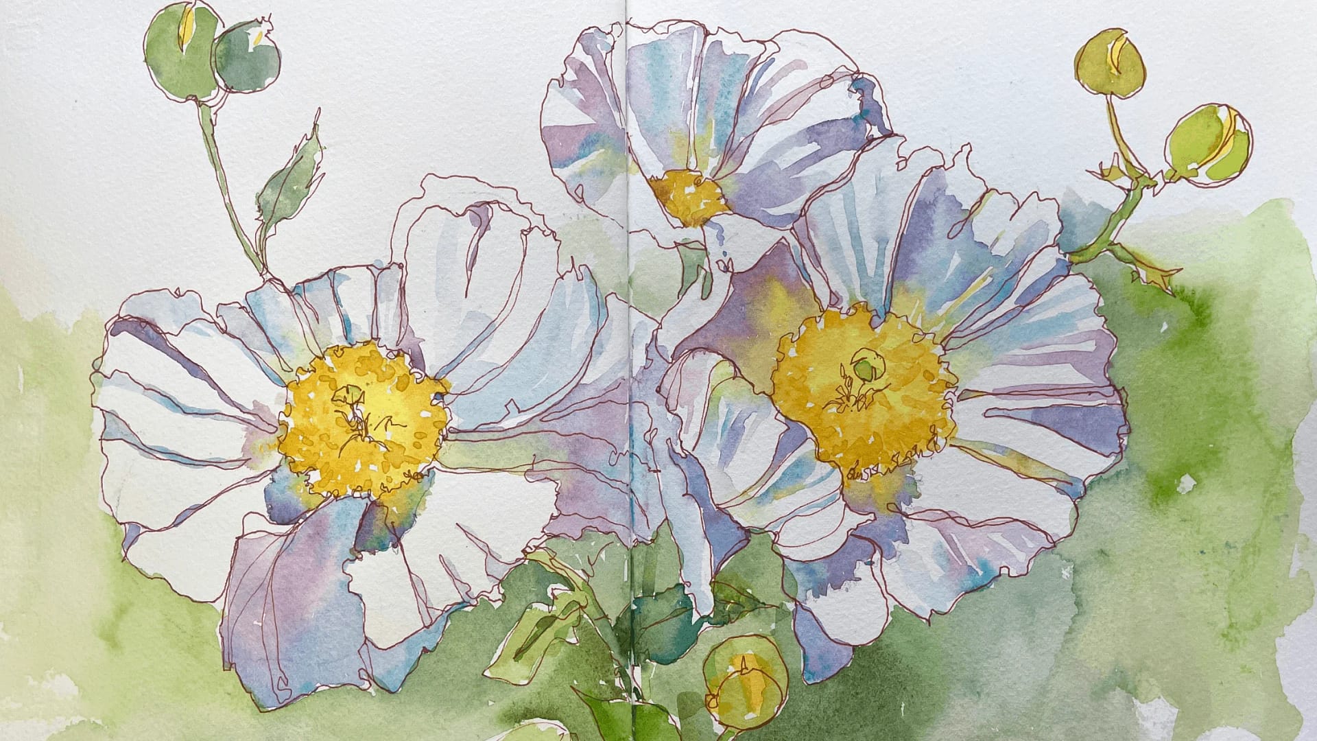 7 Matilija Poppies Quick Sketch